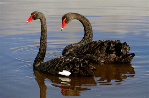 black swan pictures|black swan images free.